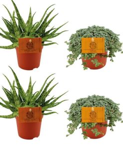 2x Aloe Spider + 2x Pilea Glauca – 4 stuks – Ø10.5cm – ↕10cm