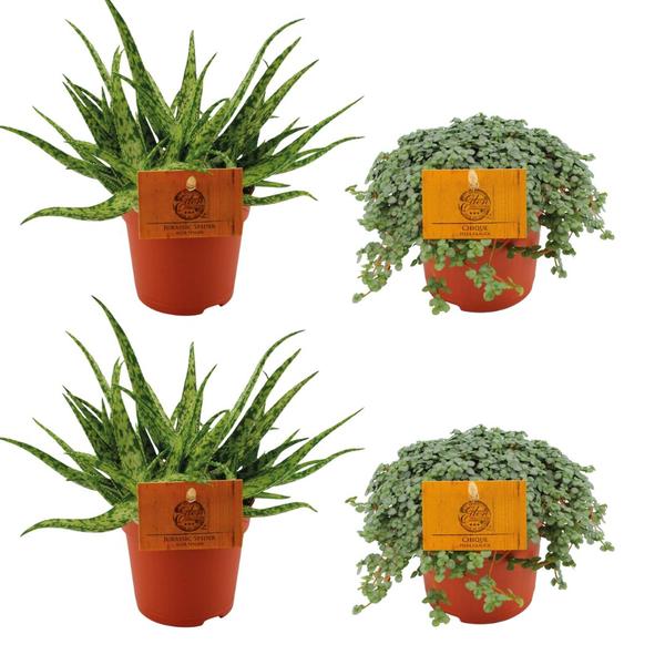 2x Aloe Spider + 2x Pilea Glauca – 4 stuks – Ø10.5cm – ↕10cm