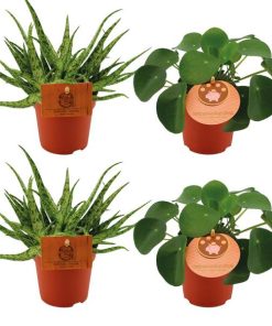 2x Aloe Spider + 2x Pilea Peperomoides – 4 stuks – Ø10.5cm – ↕10cm