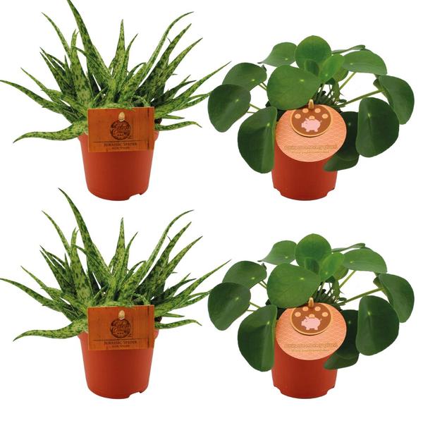 2x Aloe Spider + 2x Pilea Peperomoides – 4 stuks – Ø10.5cm – ↕10cm