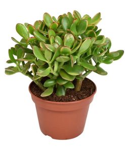 Crassula Ovata Minor – Ø15cm – ↕21cm