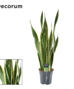 Sansevieria Laurentii XL (Decorum) – Ø17cm – ↕70cm