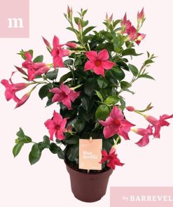 Mandevilla ‚Zomerville‘ Piramide Roze – Ø17cm – ↕50cm