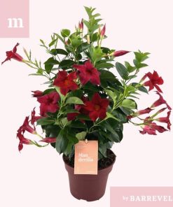 Mandevilla ‚Zomerville‘ Piramide Rood – Ø17cm – ↕50cm