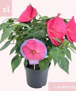 Hibiscus XXL Magenta – Ø23cm – ↕70cm