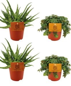 2x Aloe Spider + 2x Sedum Tornado – 4 stuks – Ø10.5cm – ↕10cm