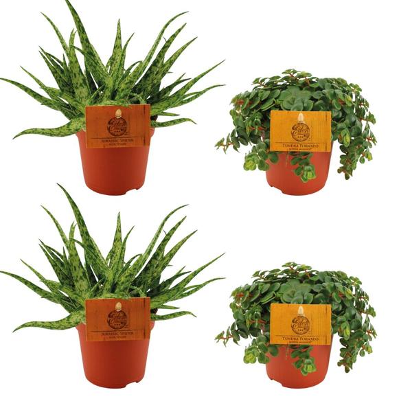 2x Aloe Spider + 2x Sedum Tornado – 4 stuks – Ø10.5cm – ↕10cm