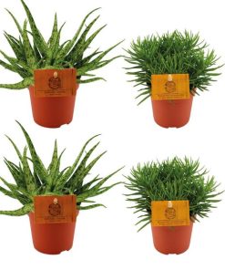 2x Aloe Spider + 2x Senecio Himalaya – 4 stuks – Ø10.5cm – ↕10cm