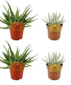 2x Aloe Spider + 2x Senecio Scaposus – 4 stuks – Ø10.5cm – ↕10cm