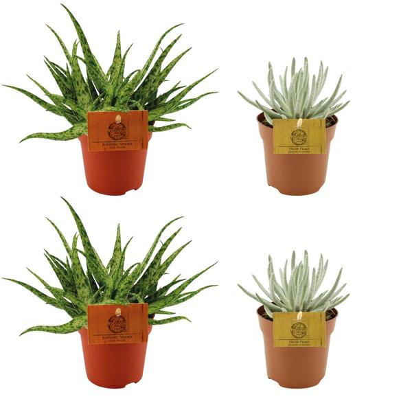 2x Aloe Spider + 2x Senecio Scaposus – 4 stuks – Ø10.5cm – ↕10cm