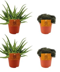 2x Aloe Spider + 2x Sinocrassula Yunnansis – 4 stuks – Ø10.5cm – ↕10cm