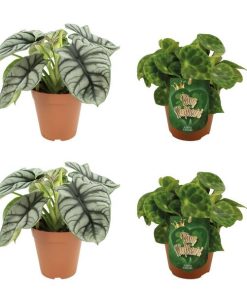 2x Alocasia Silver Dragon + 2x Begonia Kingiana – 4 stuks – Ø12cm – ↕20-45cm