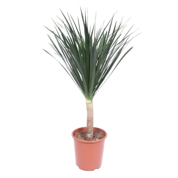 Dracaena Draco – 140 cm – ø27