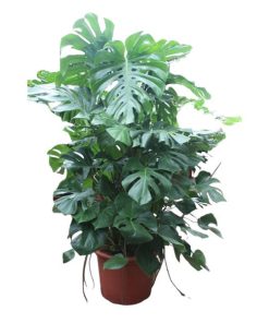 Monstera Deliciosa XXXL – 200 cm – ø50