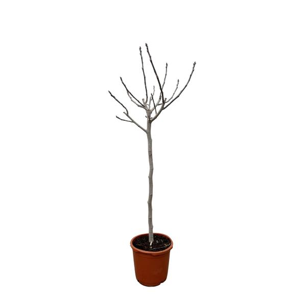 Ficus Carica op stam – 180 cm – ø30