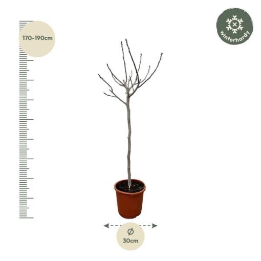 Ficus Carica op stam - 180 cm - ø30 – Bild 2