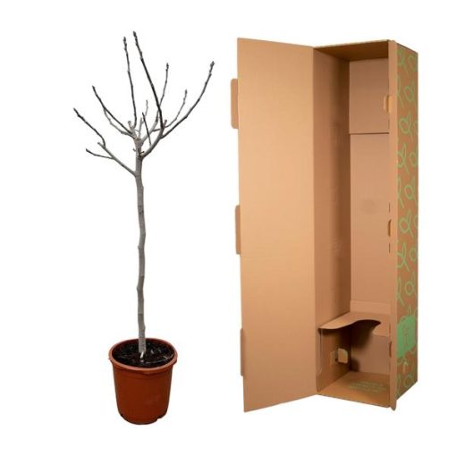 Ficus Carica op stam - 180 cm - ø30 – Bild 3