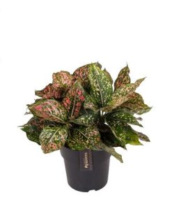 Aglaonema Pink Leopard – Ø19cm – ↕40cm