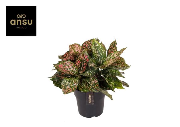 Aglaonema Pink Leopard – Ø19cm – ↕40cm