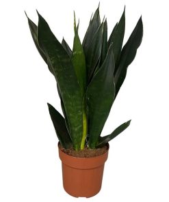 Sansevieria Black Diamond 3pp – Ø17cm – ↕60cm