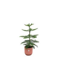 Combi deal – Araucaria (kamerden) inclusief elho Vibes Fold Round roze Ø18 – 60 cm