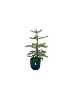 Combi deal – Araucaria (kamerden) inclusief elho Vibes Fold Round blauw Ø18 – 60 cm