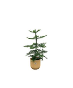 Combi deal – Araucaria (kamerden) inclusief elho Vibes Fold Round geel Ø18 – 60 cm