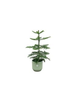 Combi deal – Araucaria (kamerden) inclusief elho Vibes Fold Round groen Ø18 – 60 cm