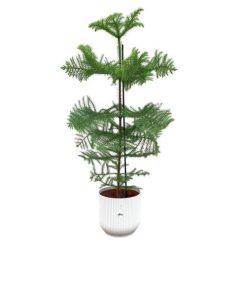 Combi deal – Araucaria (kamerden) inclusief elho Vibes Fold Round wit Ø22 – 100 cm