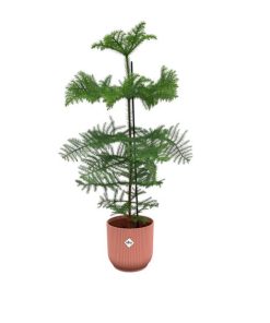 Combi deal – Araucaria (kamerden) inclusief elho Vibes Fold Round roze Ø22 – 100 cm