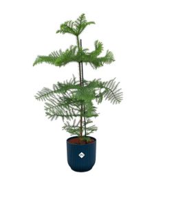 Combi deal – Araucaria (kamerden) inclusief elho Vibes Fold Round blauw Ø22 – 100 cm