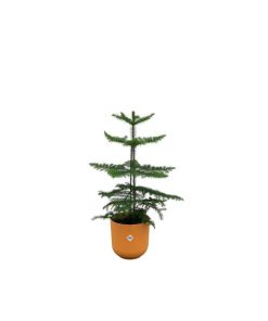 Combi deal – Araucaria (kamerden) inclusief elho Jazz Round Amber Yellow Ø19 – 60 cm