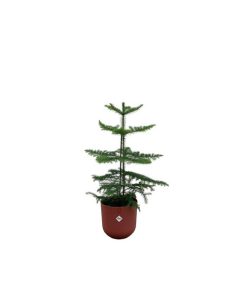 Combi deal – Araucaria (kamerden) inclusief elho Jazz Round Tuscan Red Ø19 – 60 cm