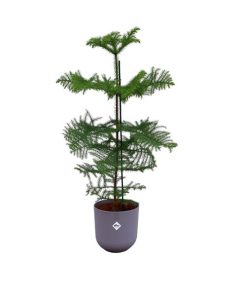 Combi deal – Araucaria (kamerden) inclusief elho Jazz Round Lavender Lilac Ø23 – 100 cm