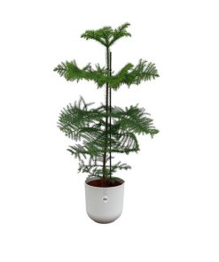 Combi deal – Araucaria (kamerden) inclusief elho Jazz Round Wit Ø23 – 100 cm