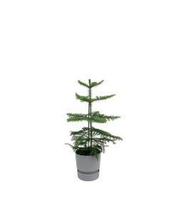 Combi deal – Araucaria (kamerden) inclusief elho Greenville Round grijs Ø18 – 60 cm