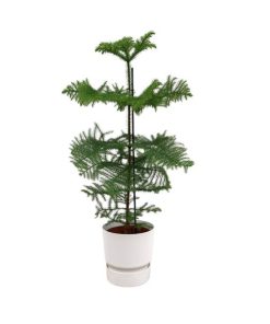 Combi deal – Araucaria (kamerden) inclusief elho Greenville Round wit Ø25 – 100 cm