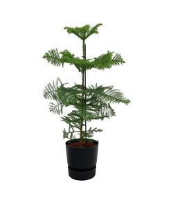 Combi deal – Araucaria (kamerden) inclusief elho Greenville Round zwart Ø25 – 100 cm