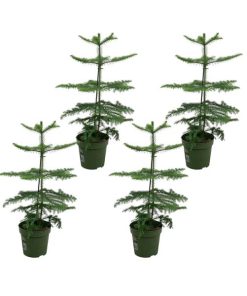 Araucaria (kamerden) pakket – 4x Araucaria – 60 cm