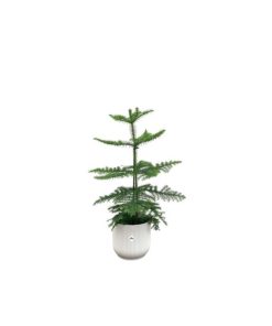 Combi deal – Araucaria (kamerden) inclusief elho Vibes Fold Round wit Ø18 – 60 cm