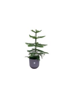 Combi deal – Araucaria (kamerden) inclusief elho Jazz Round Lavender Lilac Ø19 – 60 cm