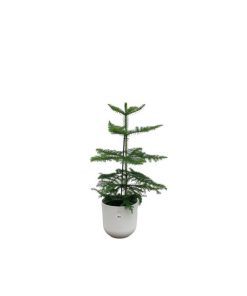 Combi deal – Araucaria (kamerden) inclusief elho Jazz Round Wit Ø19 – 60 cm