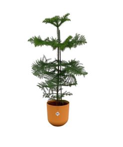 Combi deal – Araucaria (kamerden) inclusief elho Jazz Round Amber Yellow Ø23 – 100 cm