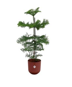 Combi deal – Araucaria (kamerden) inclusief elho Jazz Round Tuscan Red Ø23 – 100 cm