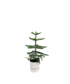 Combi deal – Araucaria (kamerden) inclusief elho Greenville Round wit Ø18 – 60 cm