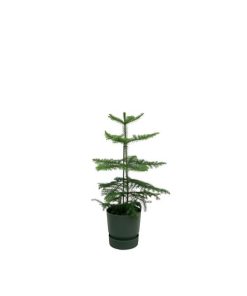 Combi deal – Araucaria (kamerden) inclusief elho Greenville Round groen Ø18 – 60 cm