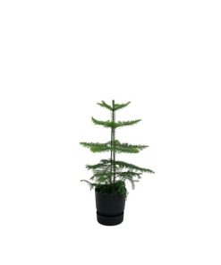 Combi deal – Araucaria (kamerden) inclusief elho Greenville Round zwart Ø18 – 60 cm