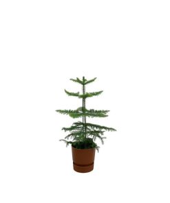 Combi deal – Araucaria (kamerden) inclusief elho Greenville Round bruin Ø18 – 60 cm