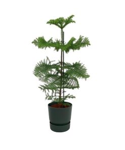 Combi deal – Araucaria (kamerden) inclusief elho Greenville Round groen Ø25 – 100 cm