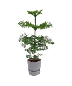 Combi deal – Araucaria (kamerden) inclusief elho Greenville Round grijs Ø25 – 100 cm